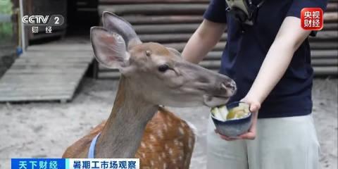 令人“心动”的offer，大学生扎堆当景区NPC！